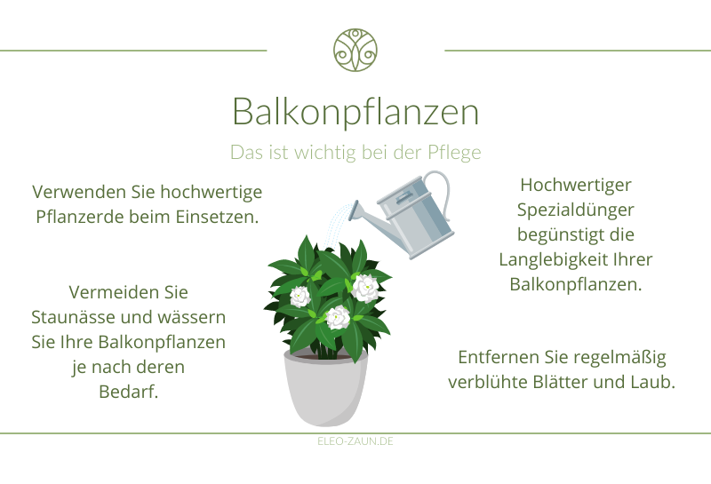 Infografik zur Pflege Balkonpflanzen