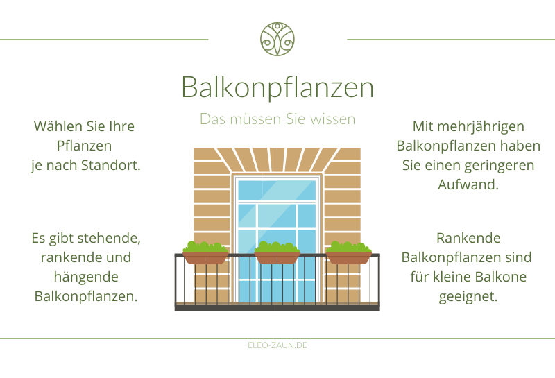 Infografik zu Balkonpflanzen
